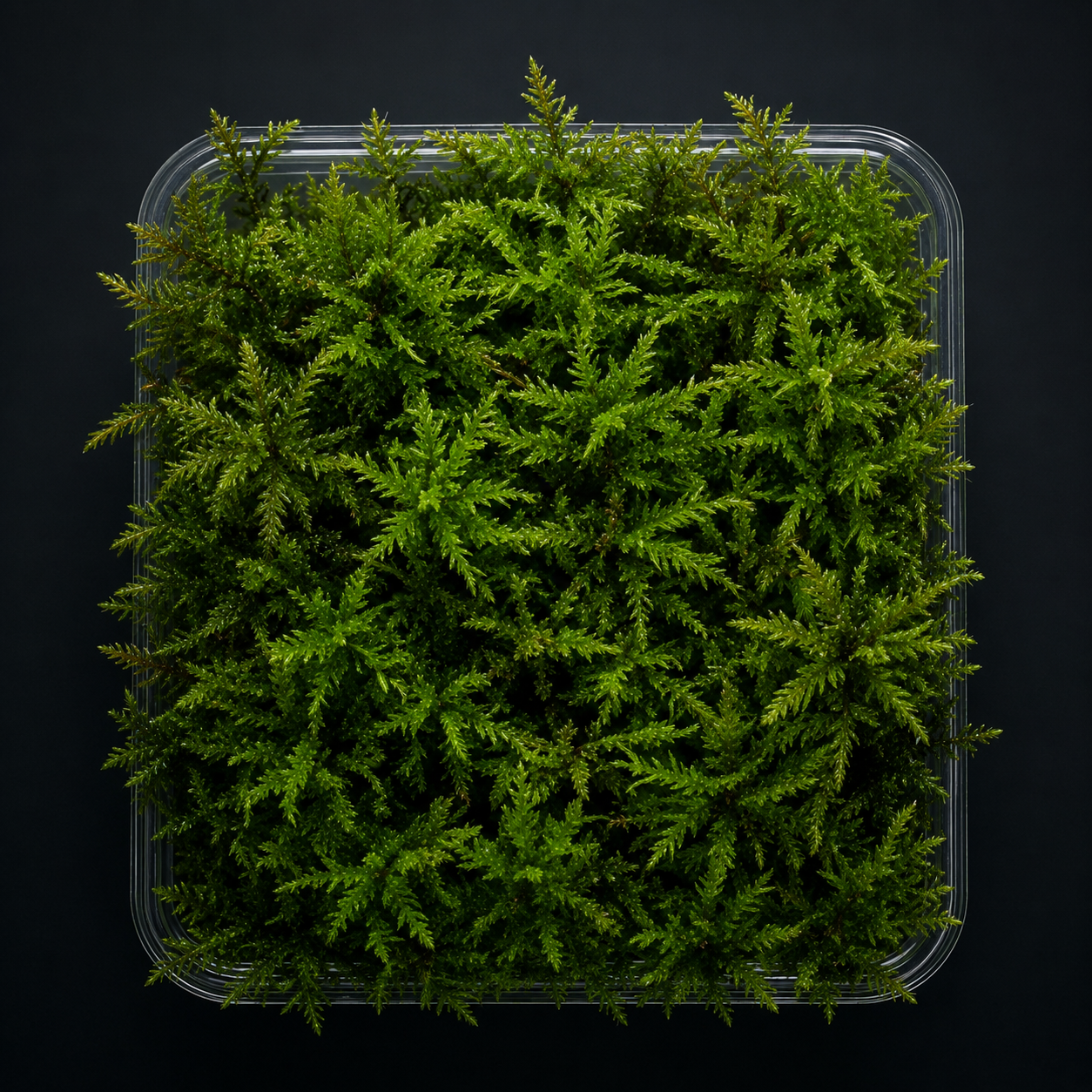 Tray-grown Climacium dendroides used for terrarium editions.