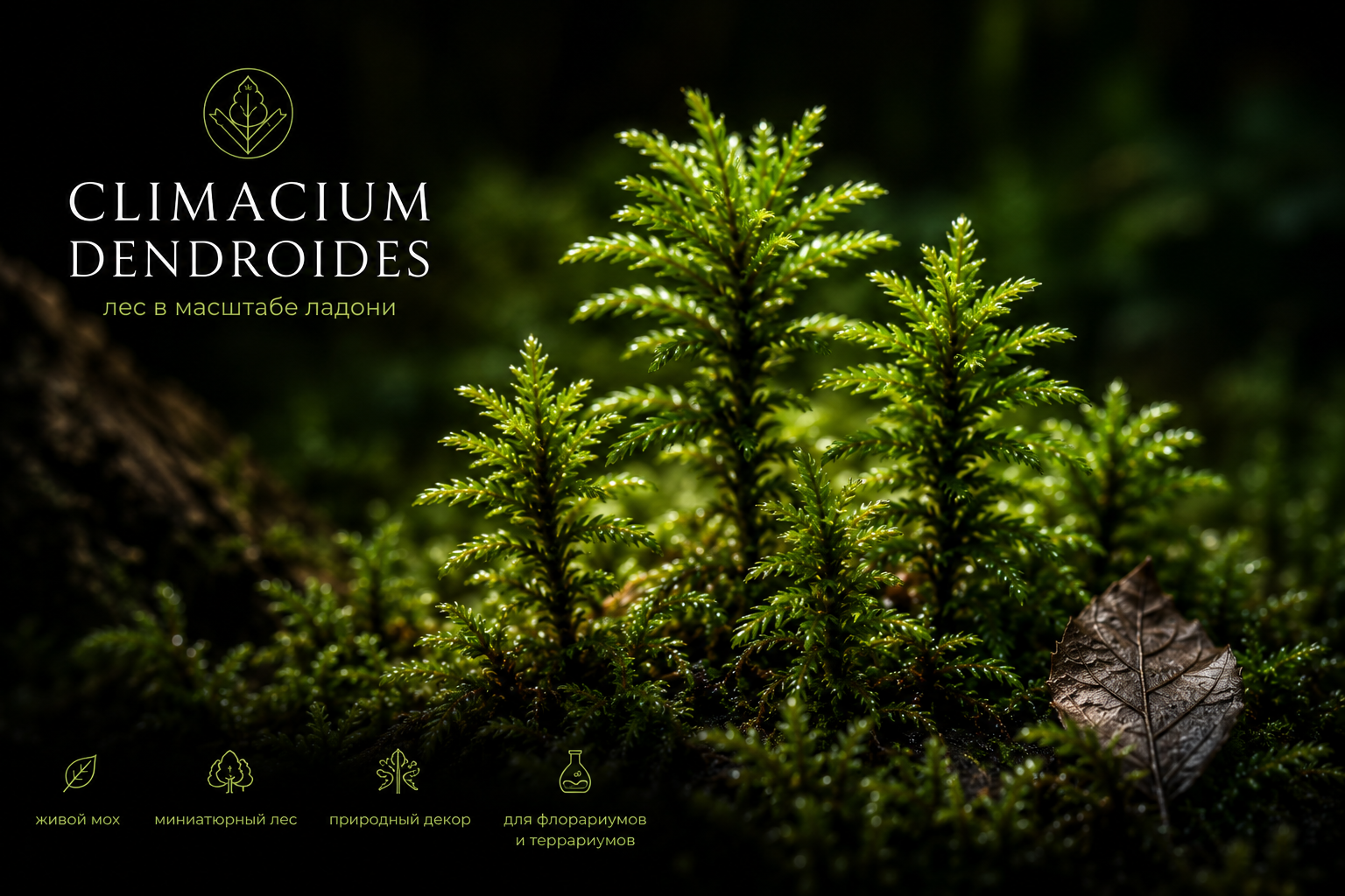 Climacium dendroides shoots photographed in low light with brand mark.