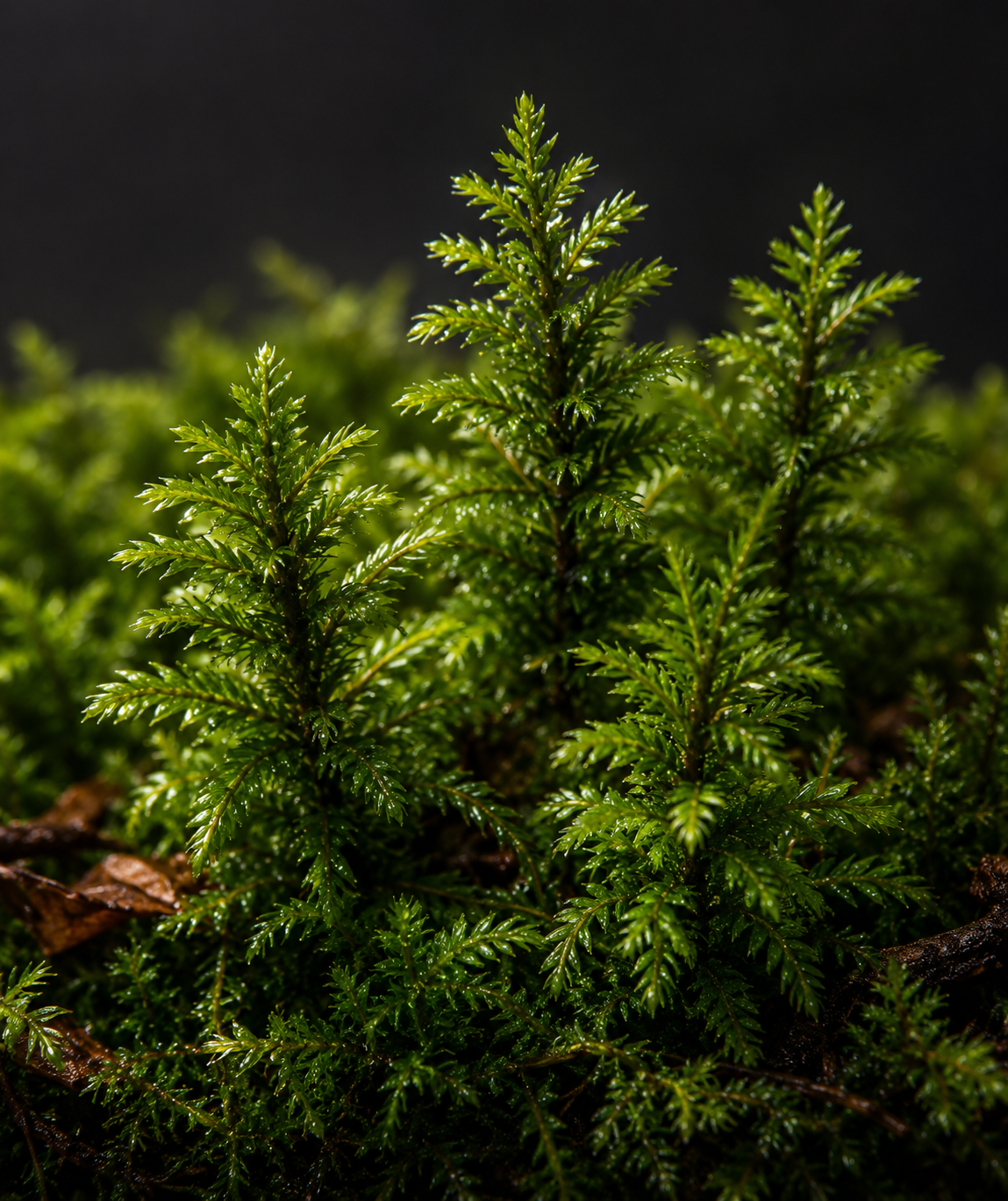 Macro view of Climacium dendroides shoots resembling a miniature coniferous canopy.